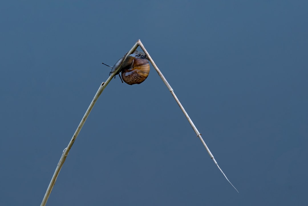 Photo Ear with arrow