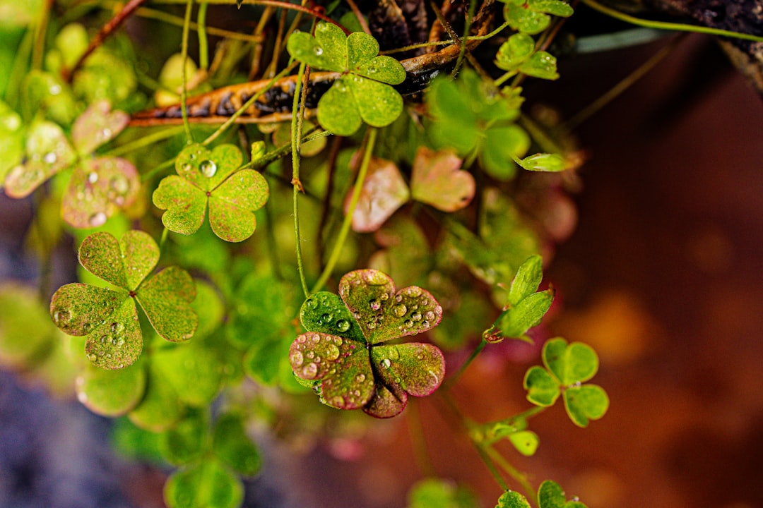 Photo Four-leaf clover