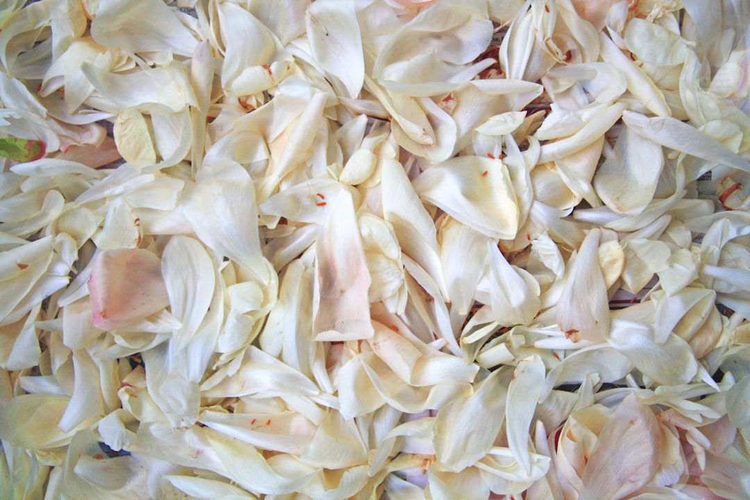 Photo Garlic treatment